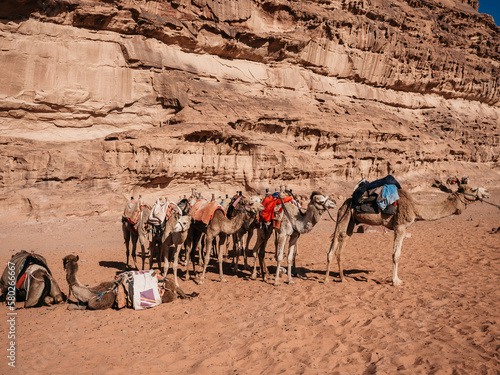 Camel caravan resting on the sand of the Wadi Rum desert in Jordan. Clear, sunny day. Vacation and travel concept © Svetlana