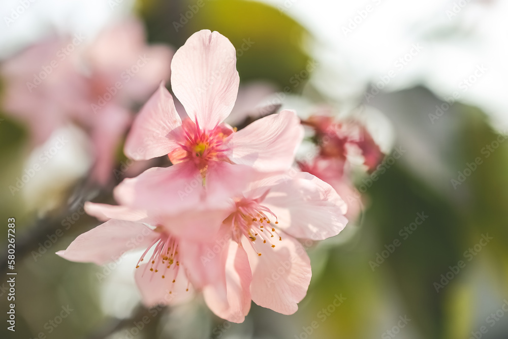 a beautiful sakura tree flower, seasonal cherry blossom flower