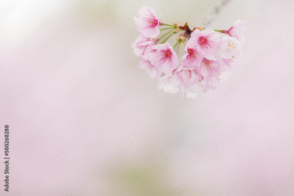 Fototapeta premium 満開の桜の花 3月