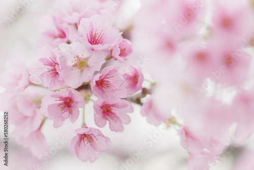 満開の桜の花 3月