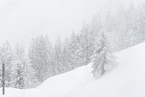 The forest after a heavy snowfall in the region of Flims Laax in Graubünden, Switzerland