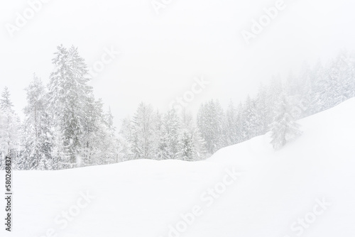 The forest after a heavy snowfall in the region of Flims Laax in Graubünden, Switzerland