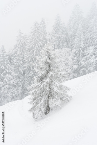 The forest after a heavy snowfall in the region of Flims Laax in Graubünden, Switzerland