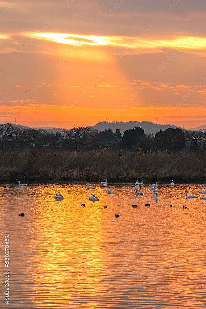 Naklejka premium コハクチョウ