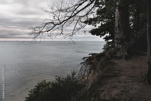 Tree and autumn evening seascape 