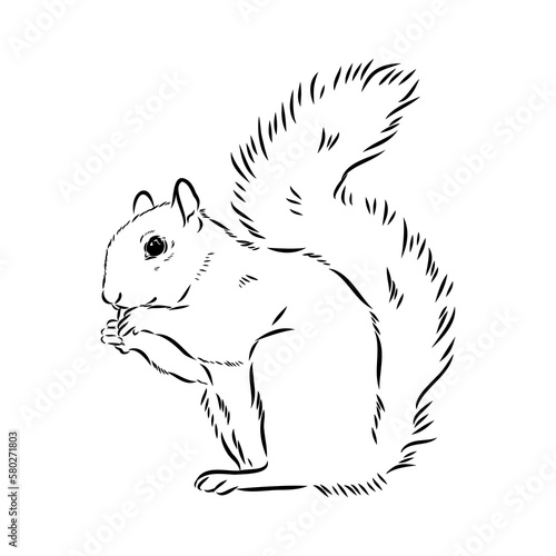 Hand drawn squirrel. Retro realistic animal isolated. Vintage style. Doodle line graphic design. Black and white drawing mammal. Vector sketch. Christmas animal.