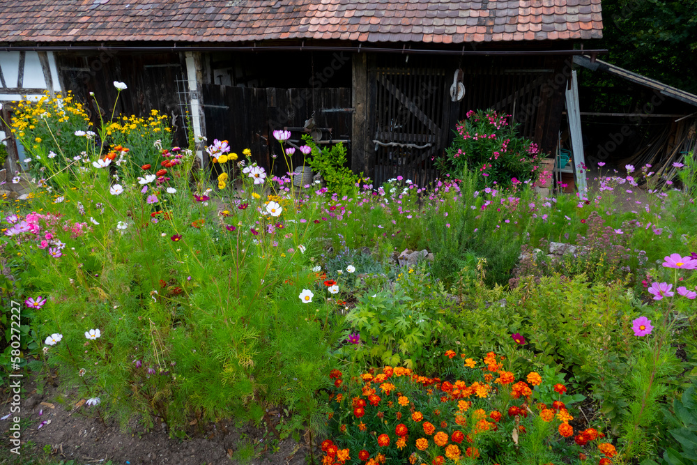 Bauerngarten mit bunten Blumen wie Sonnenhut, Cosmea und Phlox Bauerngarten mit bunten Blumen wie Sonnenhut, Cosmea und Phlox