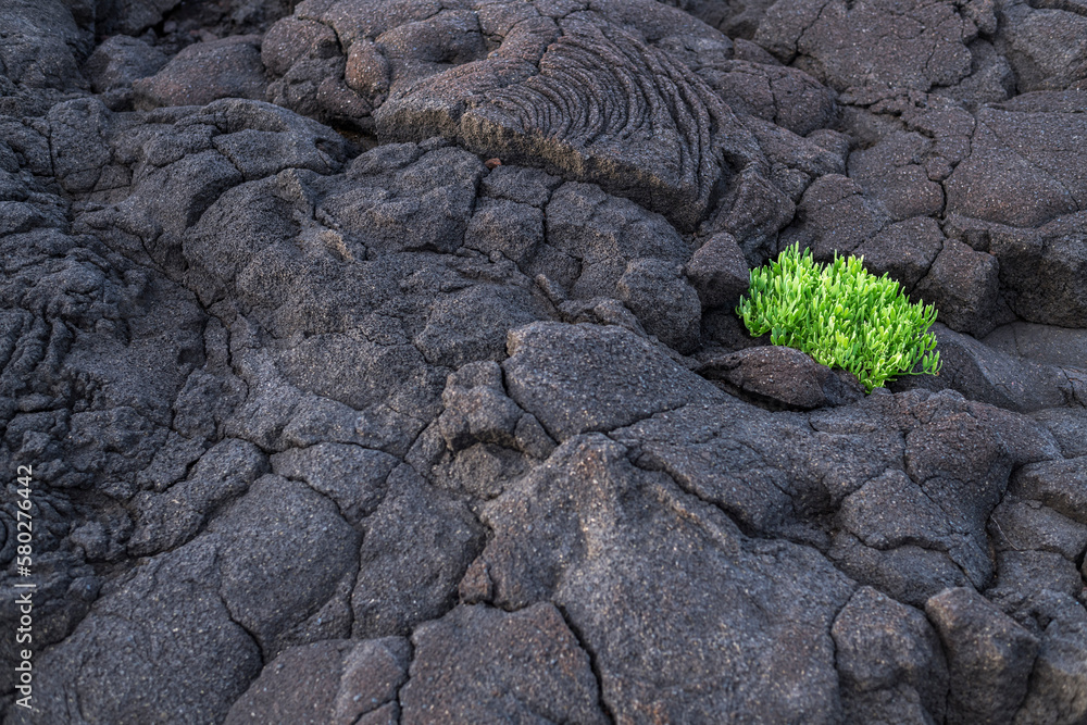The first vegetation / The first vegetation on a cooled lava field. The volcanic island of Pico is part of the Azores archipelago, Portugal.
