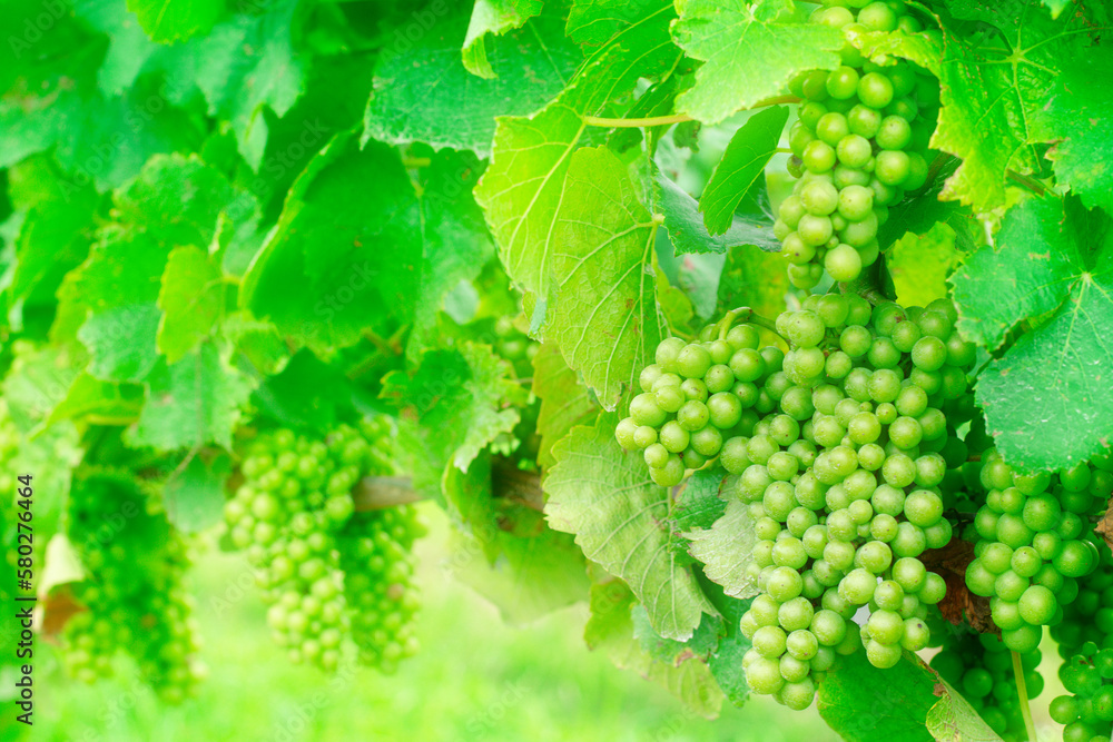 Bunch of grapes hanging on a grapevine. Tasty green grape bunches hanging on branch. White grapes ripeing in a vineyard. Close up. Selective Focus Bunch of grapes hanging on a grapevine. Tasty green grape bunches hanging on branch. White grapes ripeing in a vineyard. Close up. Selective Focus