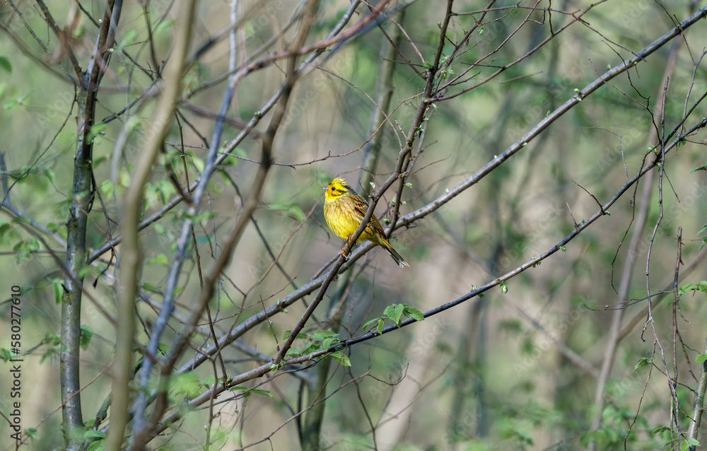 Yellowhammer Emberiza citrinella sits on a tree in the morning