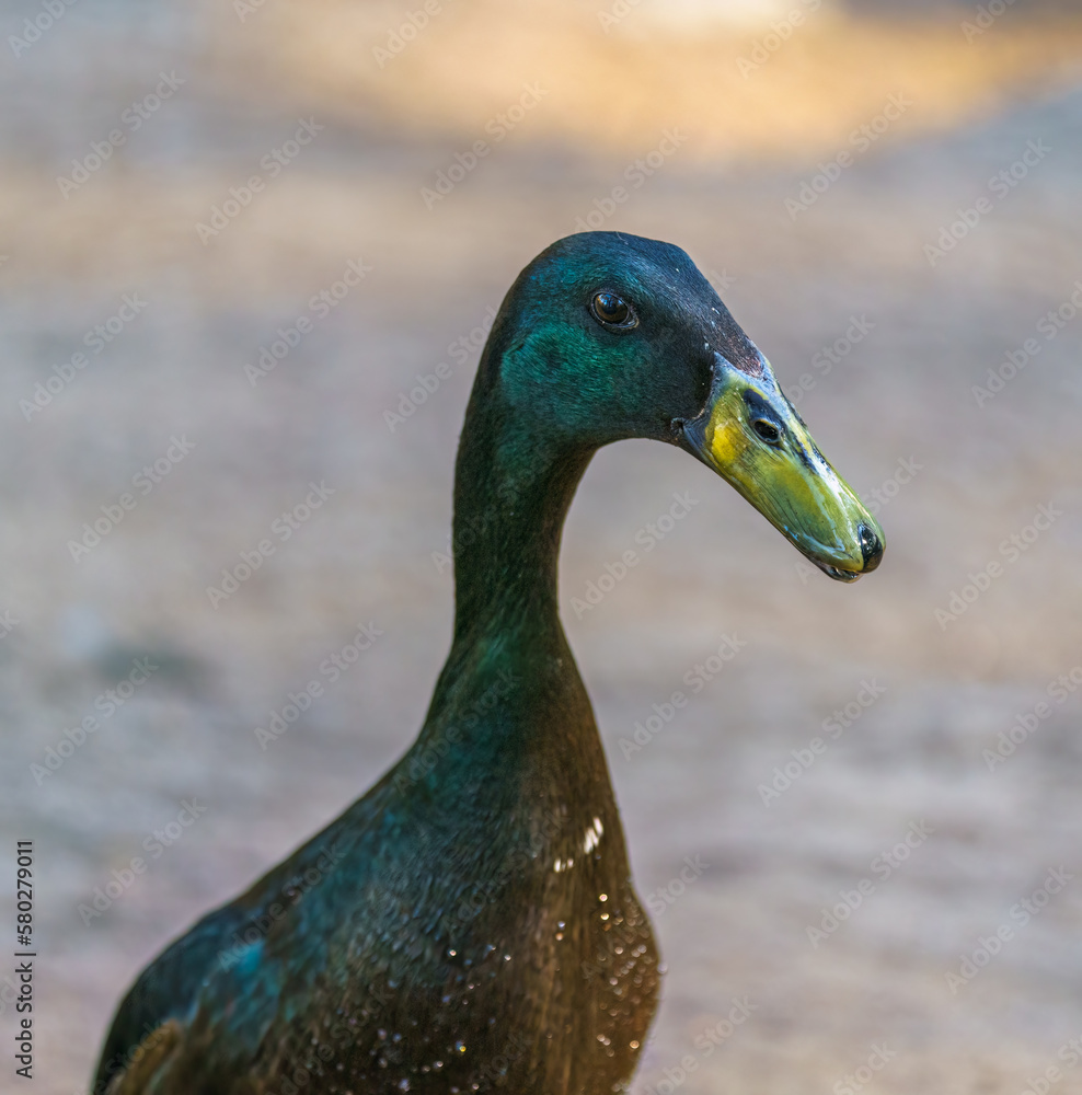 Obraz premium Indian Runner duck-decorative meat - eating duck popular with poultry farmers in different countries