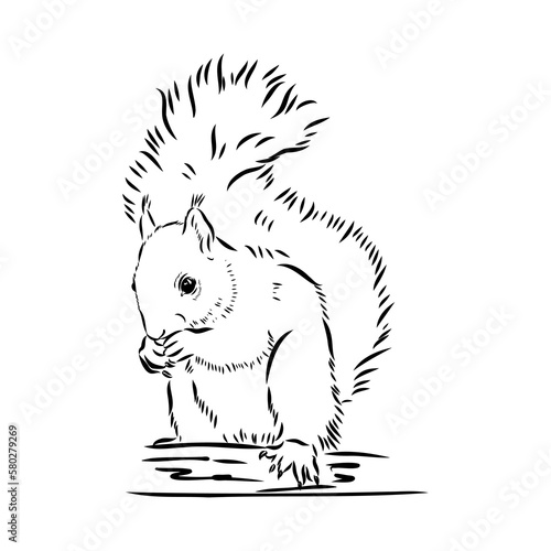 Hand drawn squirrel. Retro realistic animal isolated. Vintage style. Doodle line graphic design. Black and white drawing mammal. Vector sketch. Christmas animal.