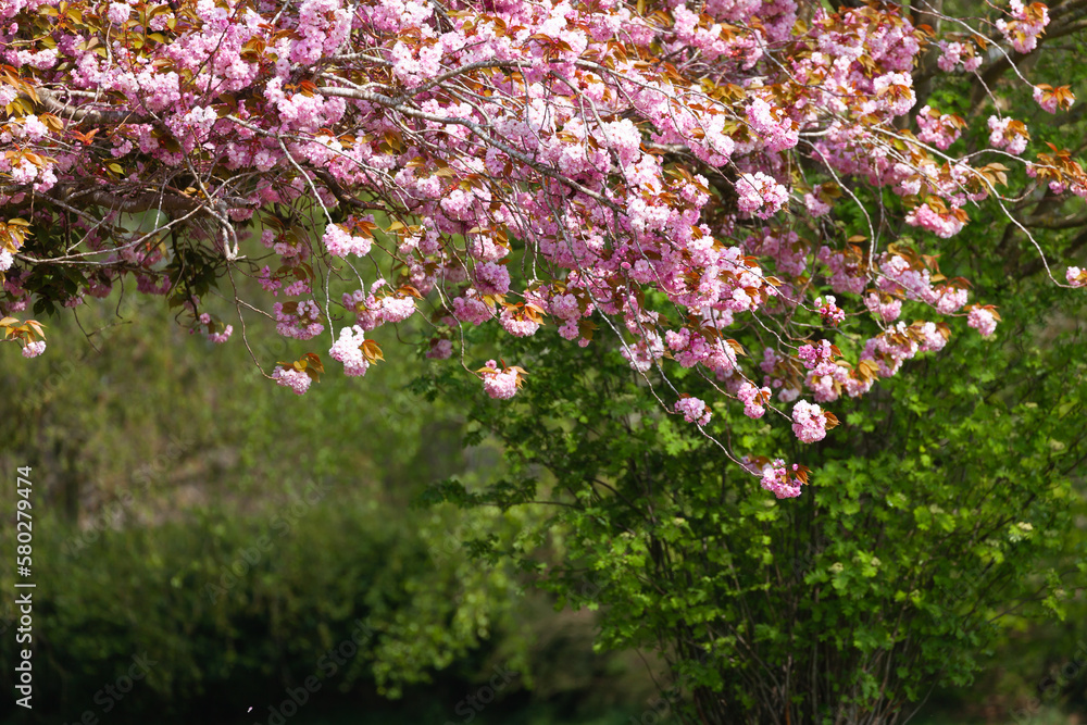 Obraz premium Amazing pink cherry tree blossom hanging