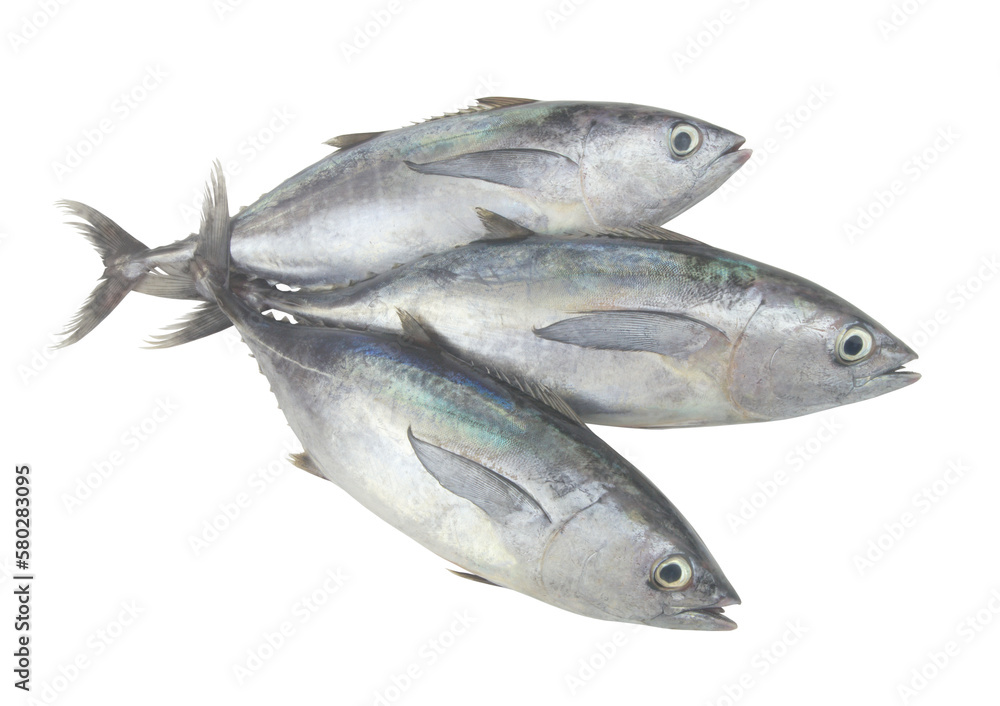 Raw bluefin tuna fishes on white background. Raw bluefin tuna fishes on white background.