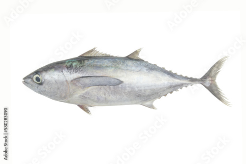 Fresh tuna isolated on white 