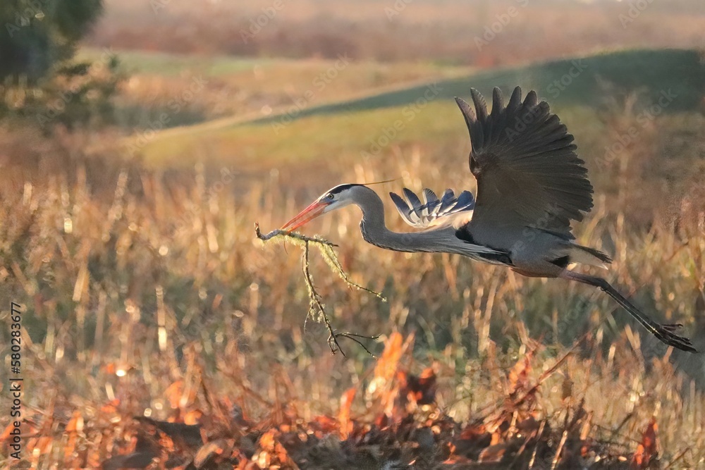 Fototapeta premium Great Blue Heron Lake Apopka Sweetwater Wetlands