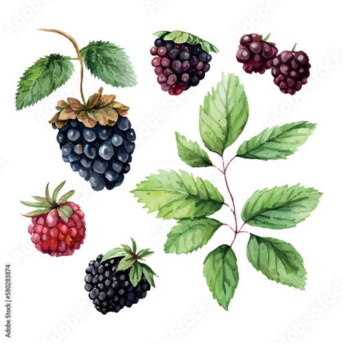 vector blackberries, painting Hand drawn watercolor painting on white background.