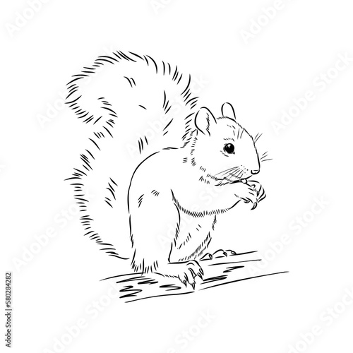 Hand drawn squirrel. Retro realistic animal isolated. Vintage style. Doodle line graphic design. Black and white drawing mammal. Vector sketch. Christmas animal.