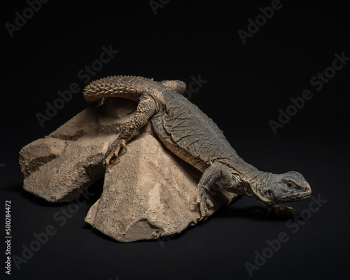 Spiny-tailed lizard crawling off rock. Uromastyx studio shot. Reptile portrait on black background. High quality photo. Exotic pet photo