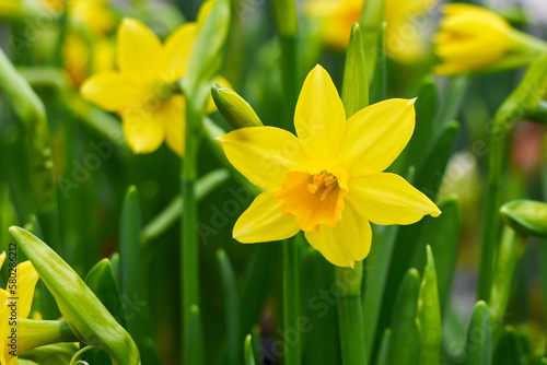 Daffodil (Narcissus pseudonarcissus), also called common daffodil or trumpet narcissus