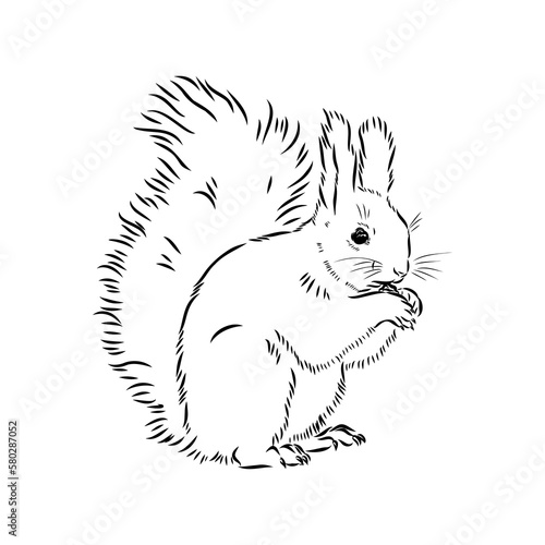 Hand drawn squirrel. Retro realistic animal isolated. Vintage style. Doodle line graphic design. Black and white drawing mammal. Vector sketch. Christmas animal.