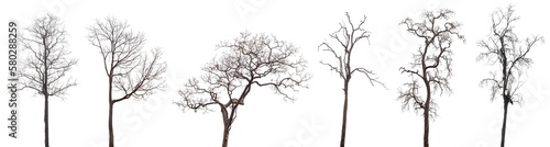 6 dead trees or dry tree collection isolated on white background.