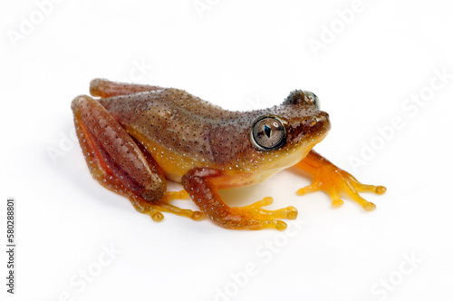 Kleiner Bananenfrosch // Fornasini's spiny reed frog, Greater leaf-folding frog (Afrixalus fornasini)
