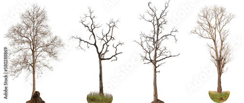 Photography 4 dead trees or dry tree collection isolated on white background.