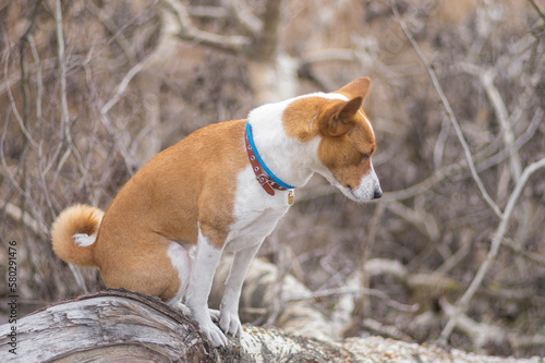 Basenji dog sitting on a white poplar tree branch at early spring and bethink about strange weather in Ukraine