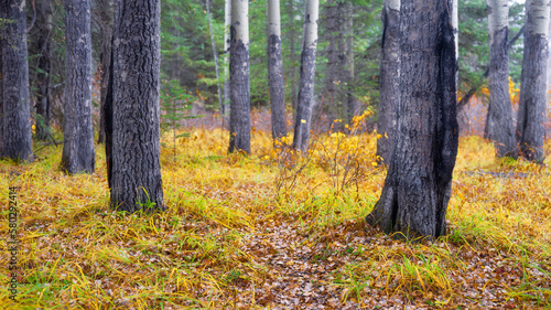 A forest landscape. Panorama of trees and grass. Natural background. Focus on trees and blurred background. Photography for design and wallpaper.