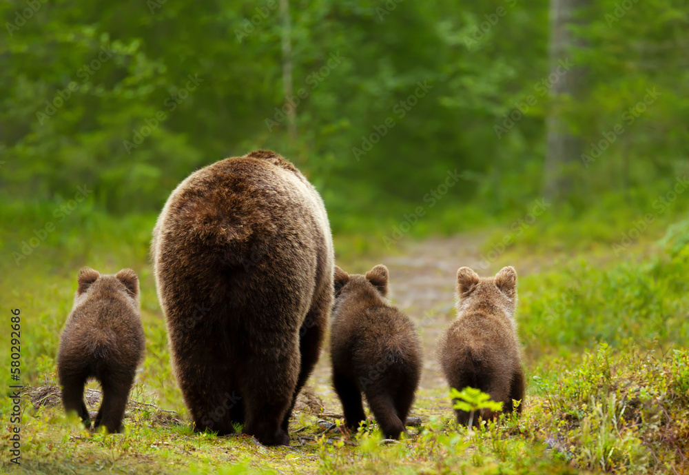 Mama bear with her cubs heading back to a forest Mama bear with her cubs heading back to a forest