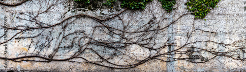 Ivy tendril imprint and dry branches on a wall