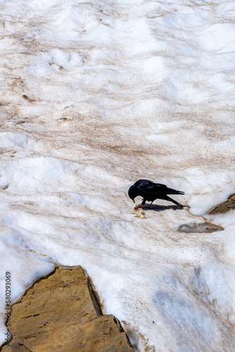 crow on a rock © Quentin