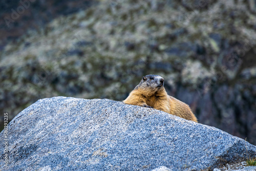 marmot on rock © Quentin