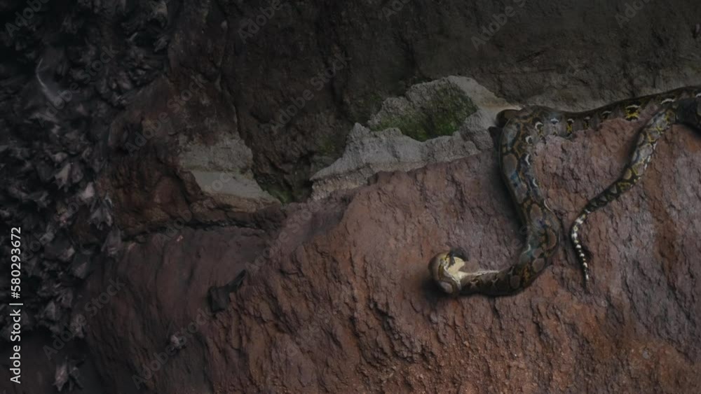 Footage of a python lying on a brown rock of dark cave eating a flying ...