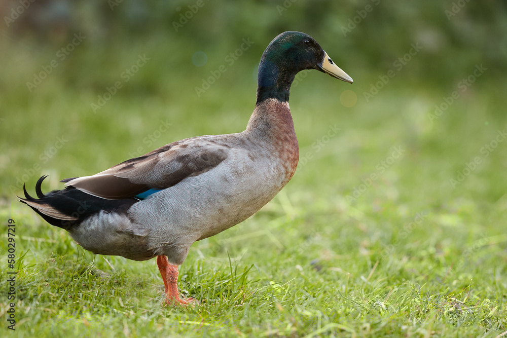 Brown Indian runner duck in garden Brown Indian runner duck in garden