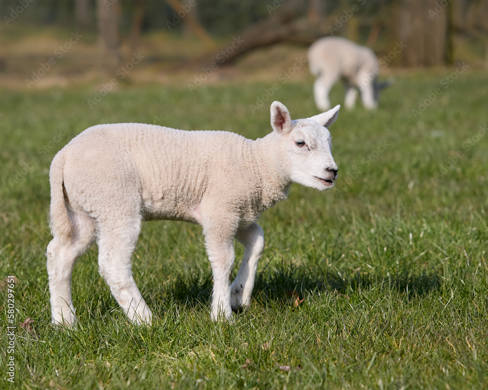 Cute white lamb in meadow in springtime Cute white lamb in meadow in springtime