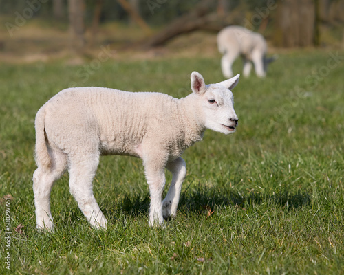 Cute white lamb in meadow in springtime