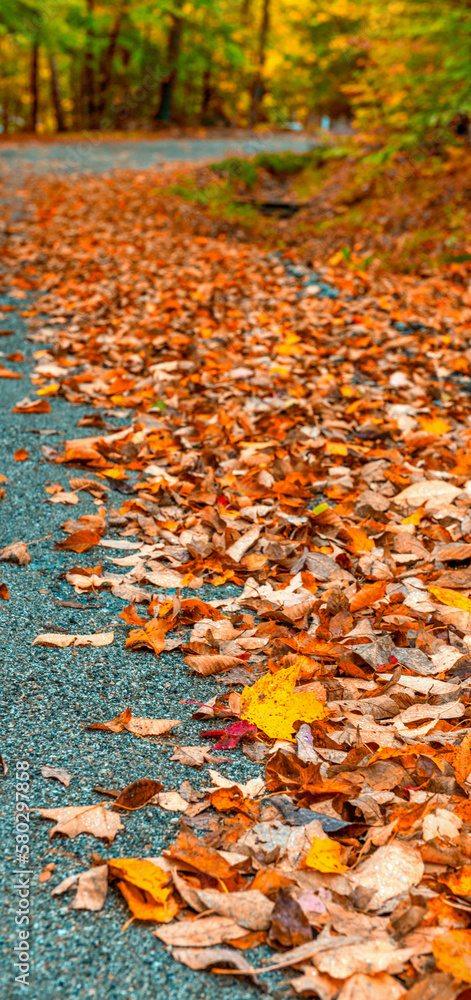 Autumn leaves in foliage season, fall colors