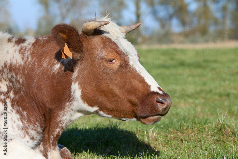 Closeup of head of brown white cow