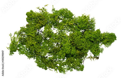 Obraz na plátně Real photo of moss growth without background