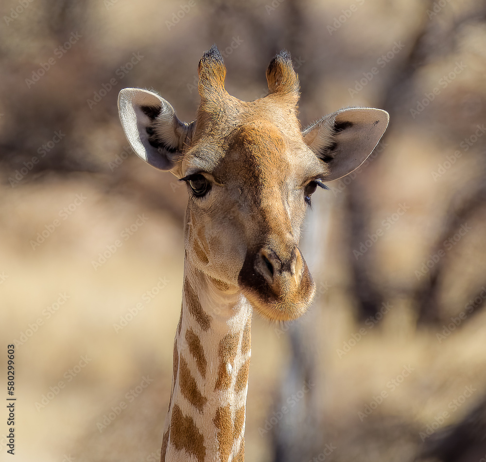 Portrait of a baby giraffe