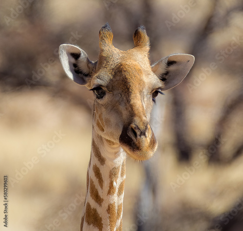 Obraz na płótnie Portrait of a baby giraffe w salonie