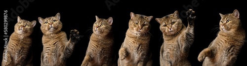 Adult gray cat of breed Scottish Straight with different poses and emotions on a black background, surprised, funny