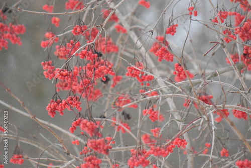 red autumn leaves background