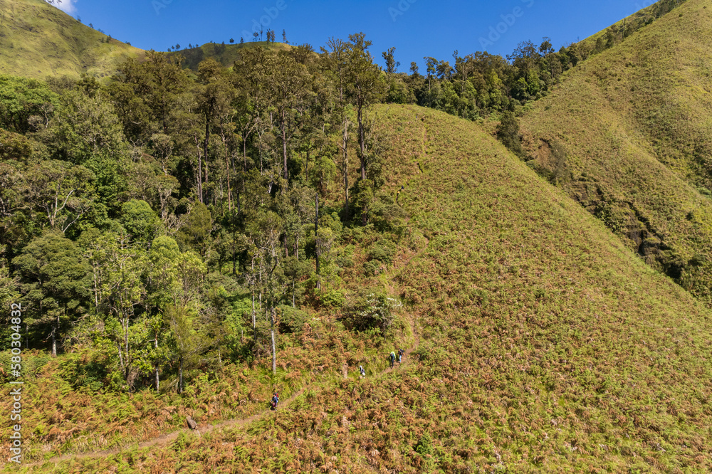 Forest area of mount Rinjani Lombok island
