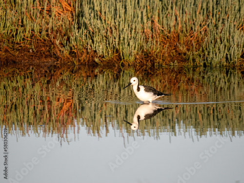 Pied Stilt (Himantopus leucocephalus) wading in a wetland with green samphire in the background, Coodanup, Western Australia