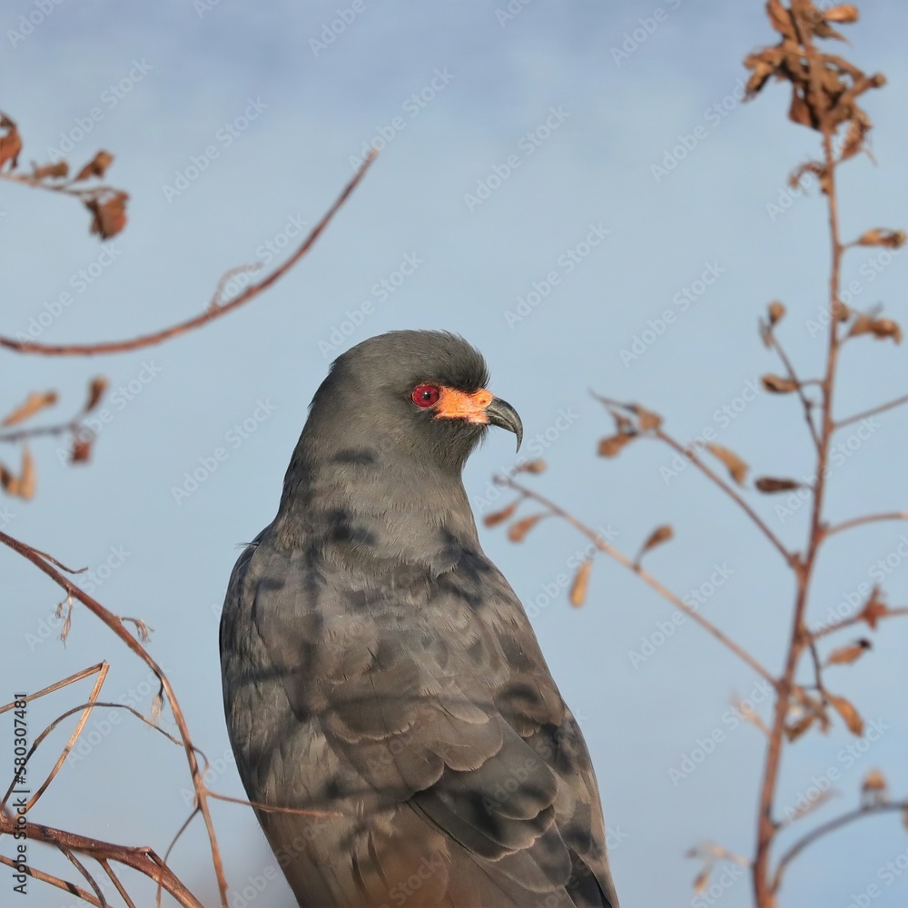 Endangered Snail Kite Paynes Prairie Preserve State Park Gainesville Micanopy Endangered Snail Kite Paynes Prairie Preserve State Park Gainesville Micanopy