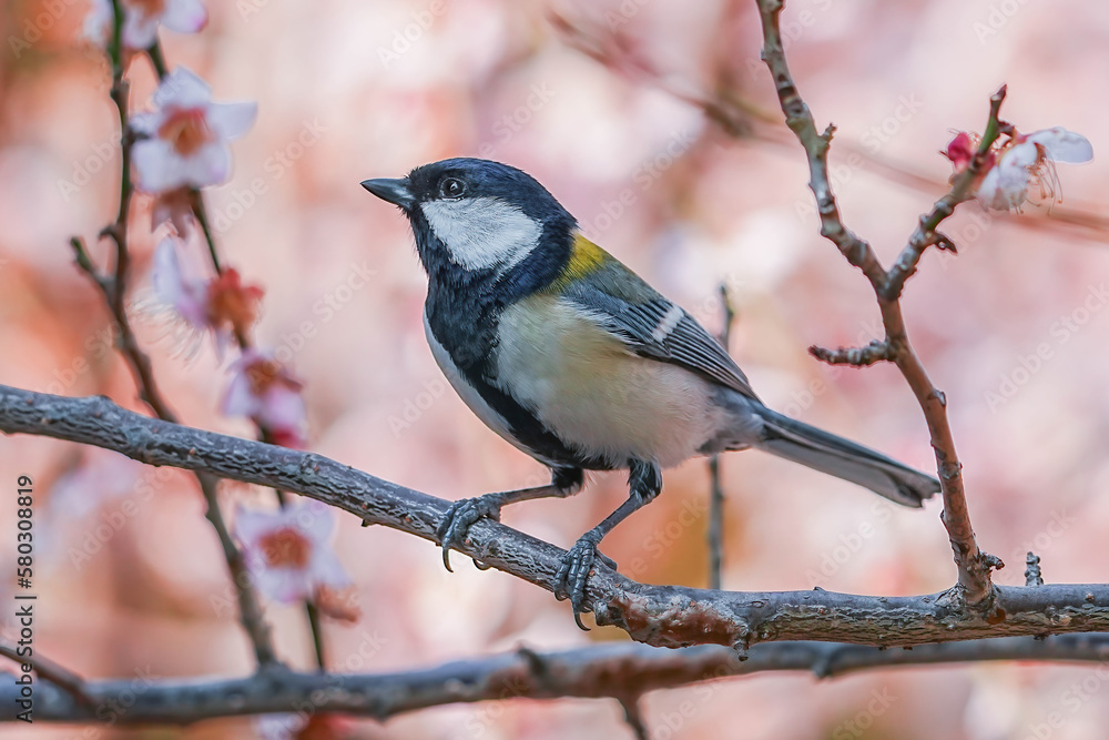シジュウカラ シジュウカラ