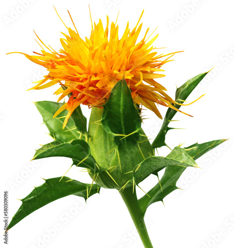 Canvastavla Safflower